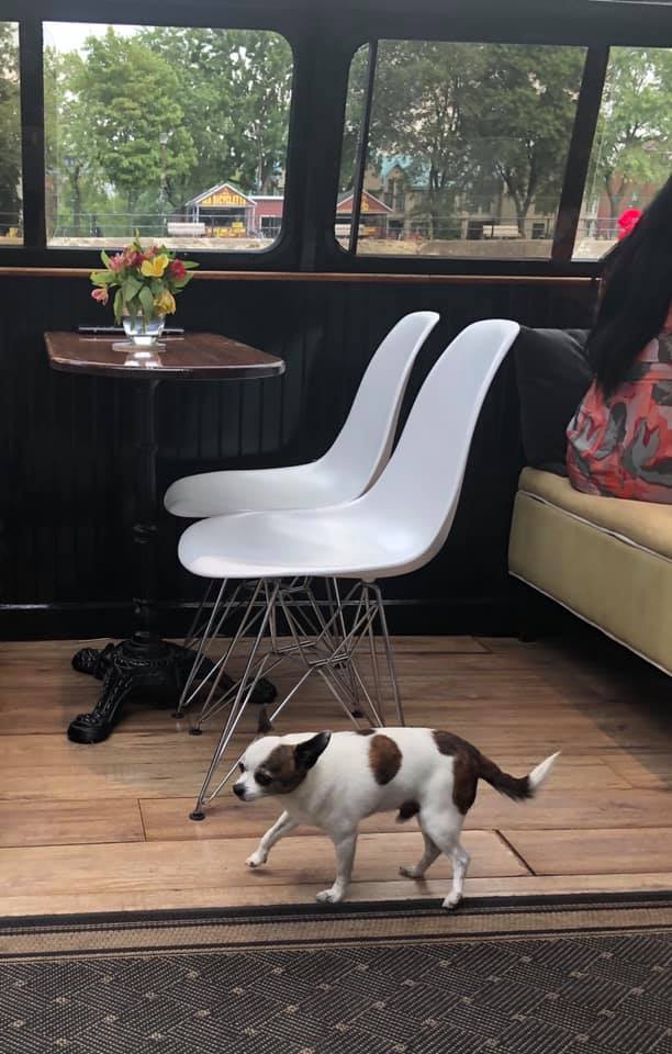 Photo: Sea Dog inside Canal Lounge, Montreal. Photo by World's Worst Food Blogger