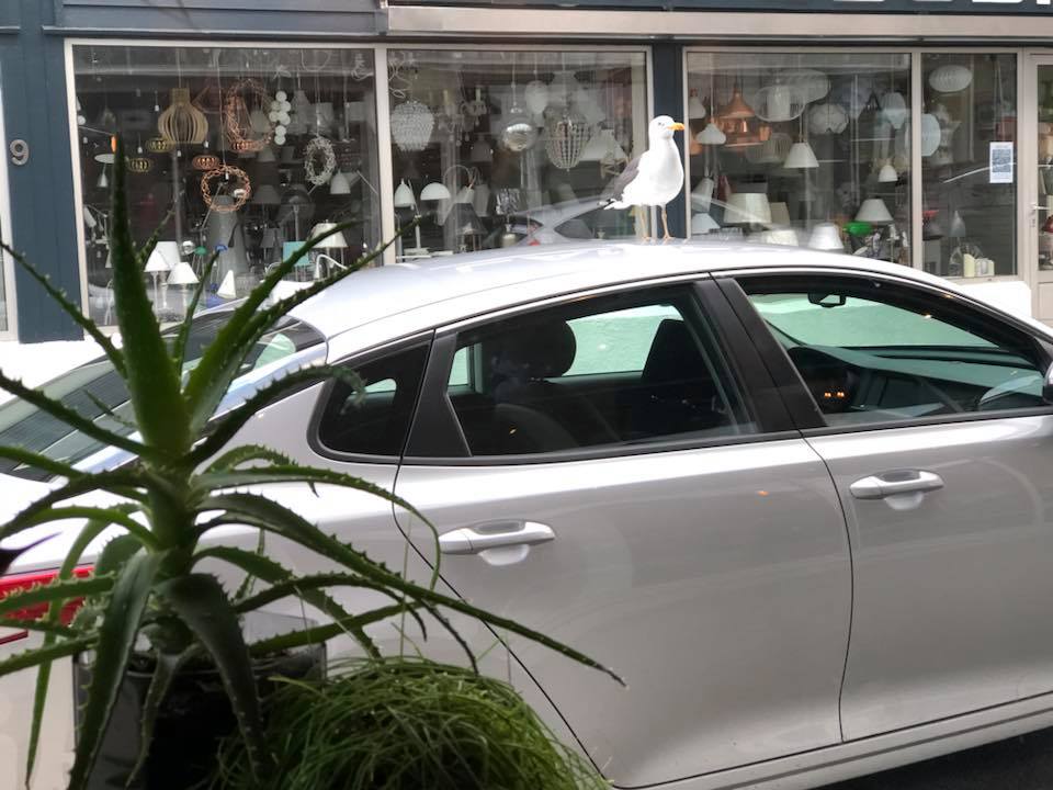 Photo: A sea bird sitting atop a parked car. Photo by World's Worst Food Blogger